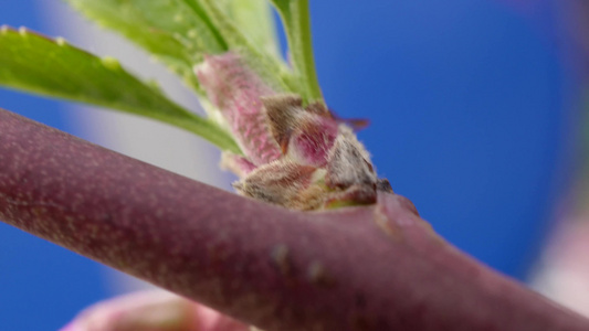 微距桃花上的红蚂蚁昆虫视频