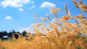 农村种植的小麦田4秒视频