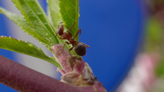 微距桃花上的红蚂蚁昆虫视频