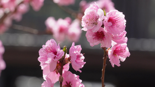 微距特写鲜花桃花粉色花朵视频