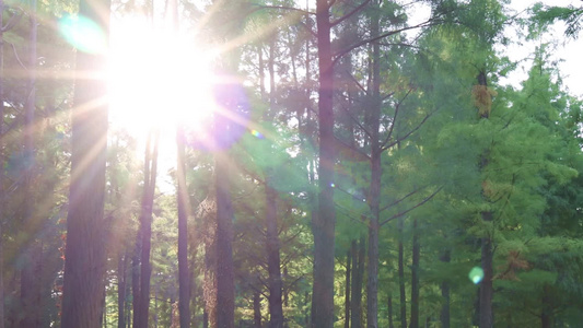 阳光透过杉树林滑轨镜头视频