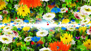 4K唯美的菊花背景素材30秒视频