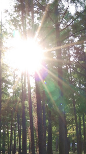阳光透过杉树林滑轨镜头视频