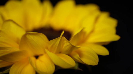 微距向日葵花瓣花蕊花朵向阳花视频