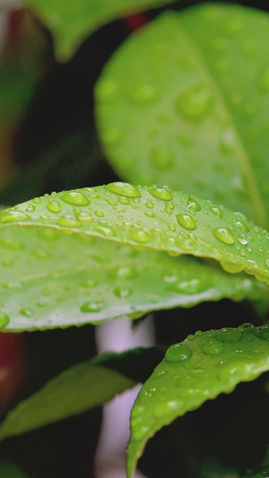 夏季雨后植物上水珠水滴打在植物上15秒视频