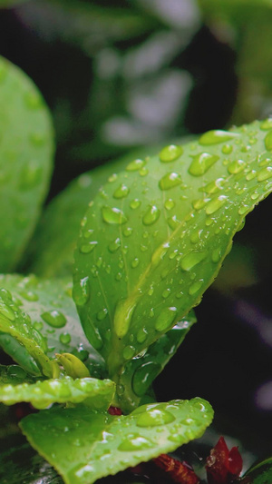 夏季雨后植物上水珠水滴打在植物上15秒视频