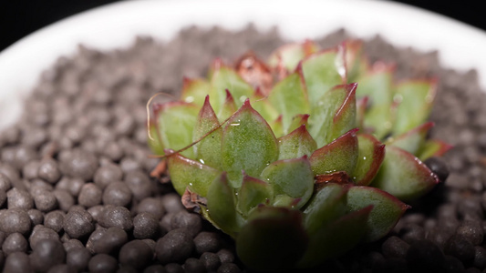 【镜头合集】女雏多肉植物盆栽绿植视频