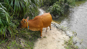4K动物素材乡间田野吃青草的小牛犊视频30秒视频