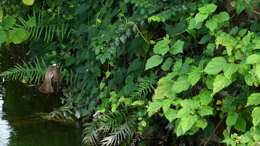 树叶绿植阳光空镜视频