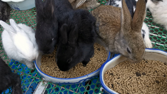 4K实拍兔子吃食视频
