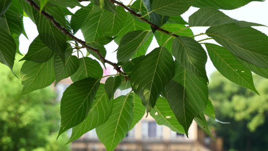 嫩绿的植物叶子自然风光空镜4k视频