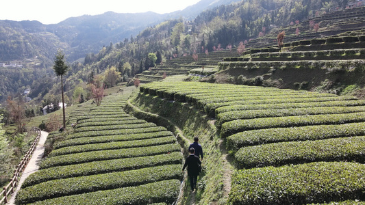  茶叶茶绿茶采茶茶山春茶茶园4K实拍视频