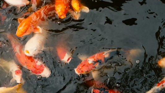 在传统的花园池塘中游泳的日本富饶多彩的科伊鱼,在水面下花哨雕刻视频