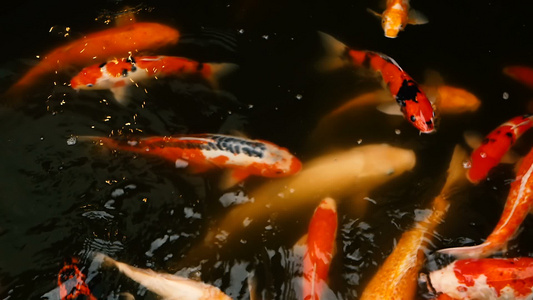 在传统的花园池塘中游泳的日本富饶多彩的科伊鱼,在水面下中国花哨雕刻视频