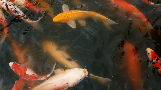 在传统的花园池塘中游泳的日本富饶多彩的科伊鱼,在水面下中国花哨雕刻视频