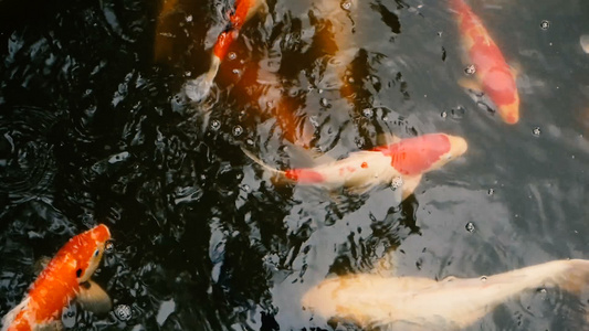 花园池塘中鲤鱼锦鲤视频