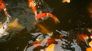 在传统的花园池塘中鲤鱼锦鲤22秒视频