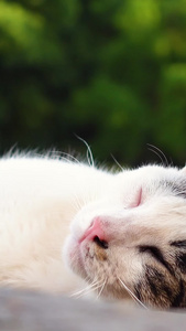 户外草坪上可爱的装睡的猫咪宠物猫素材流浪猫视频