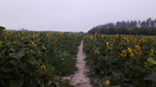 田地上的向日葵和蔬菜园在风中摇摇视频