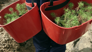 男子携带有松树苗的托盘,供在地面上种植9秒视频