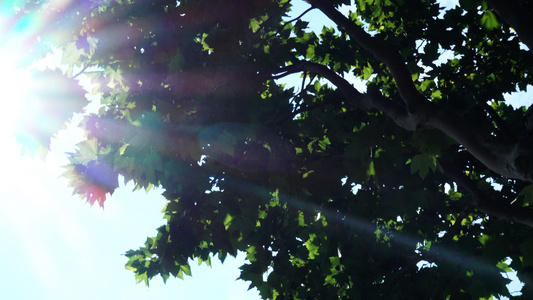 烈日阳光照耀下的树叶和泡泡4K实拍视频