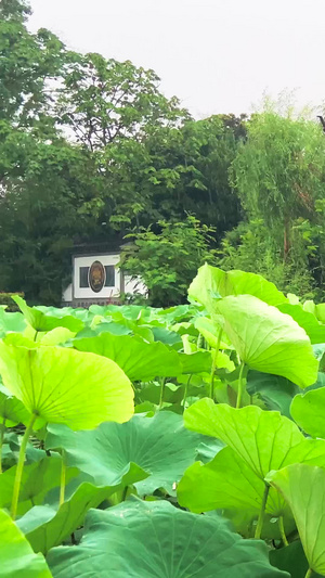 实拍公园荷塘夏季大雨74秒视频