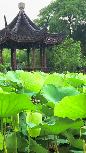 实拍公园荷塘夏季大雨74秒视频