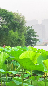 实拍公园荷塘夏季大雨视频