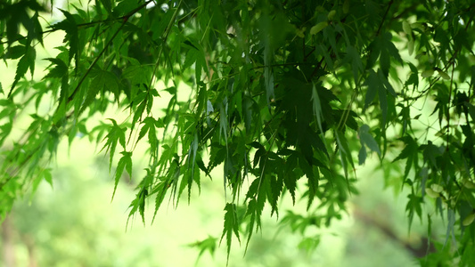 树叶绿植阳光空镜视频