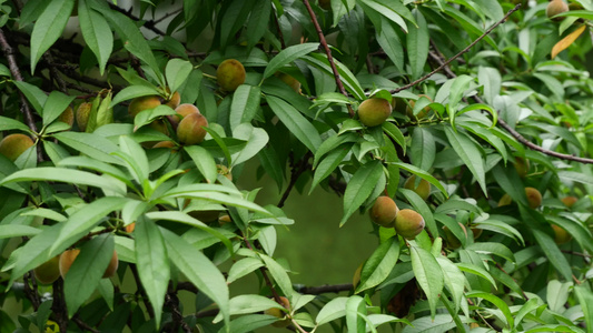 树叶绿植阳光空镜视频