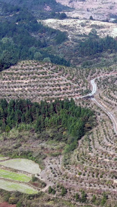 航拍水果种植基地视频