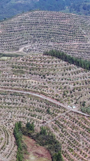 航拍水果种植基地25秒视频