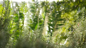 美国加利福尼亚州花园中的迷迭香丹参草本17秒视频