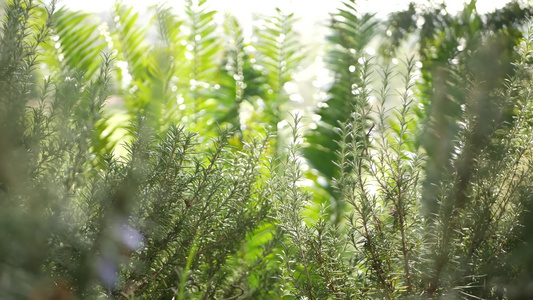 美国加利福尼亚州花园中的迷迭香丹参草本植物视频