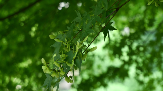 嫩绿的植物叶子自然风光空镜4k视频