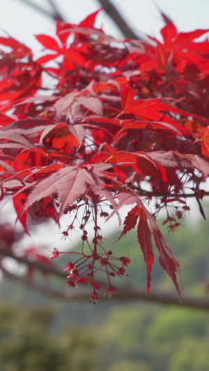 春天的红色枫树慢镜头42秒视频