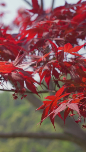 春天的红色枫树慢镜头42秒视频