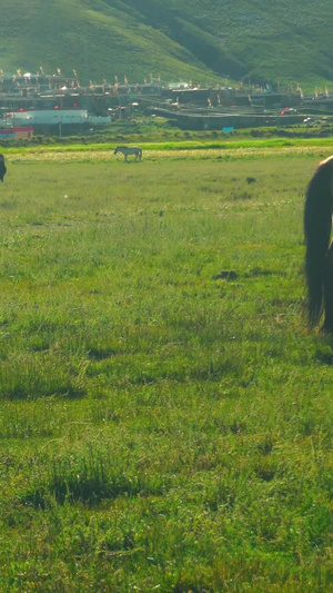 藏区草原藏马在吃草畜牧业14秒视频