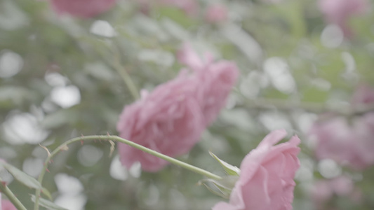 月季花玫瑰花国月红枫盛开视频