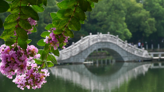 公园石拱桥风光唯美紫藤花视频