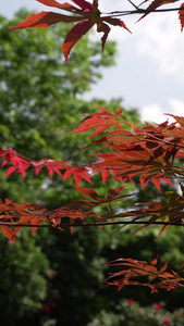 月季花玫瑰花国月红枫盛开视频