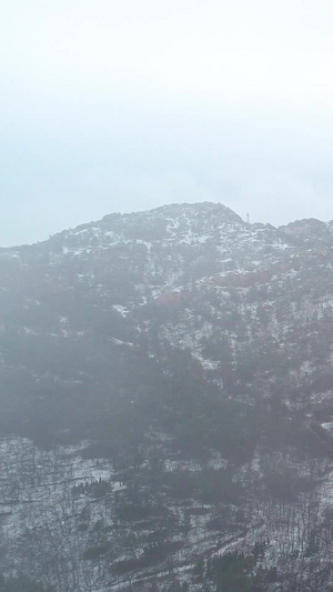 航拍青岛浮山森林公园被雪覆盖黑松林44秒视频