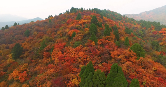 秦岭枫叶航拍视频