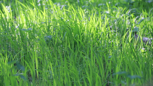 风吹草地视频