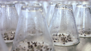 在试验实室玻璃容器下生长的植物幼苗8秒视频