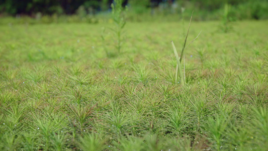 幼松树苗植造林视频