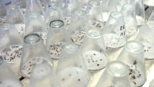 在试验实室玻璃容器下生长的植物幼苗视频