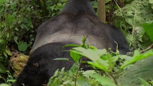 一个巨大的大猩猩银背进入了不可阻挡的森林视频