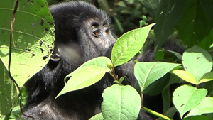 一只大猩猩宝宝在布温迪的森林里觅食10秒视频