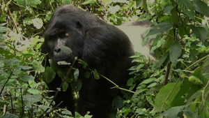 欢迎一个巨大黑猩猩10秒视频